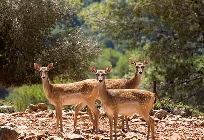 צילום: דורון ניסים,רשות הטבע והגנים צילום: דורון ניסים,רשות הטבע והגנים
