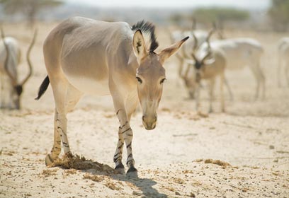 צילום: דורון ניסים, רשות הטבע והגנים צילום: דורון ניסים, רשות הטבע והגנים
