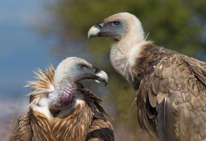 צילום: דורון ניסים,רשות הטבע והגנים צילום: דורון ניסים,רשות הטבע והגנים