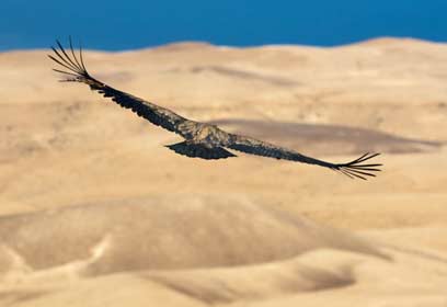 צילום: דורון ניסים,רשות הטבע והגנים צילום: דורון ניסים,רשות הטבע והגנים