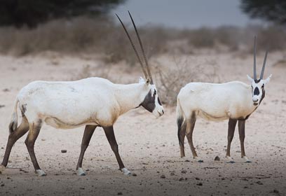 צילום: דורון ניסים, רשות הטבע והגנים צילום: דורון ניסים, רשות הטבע והגנים