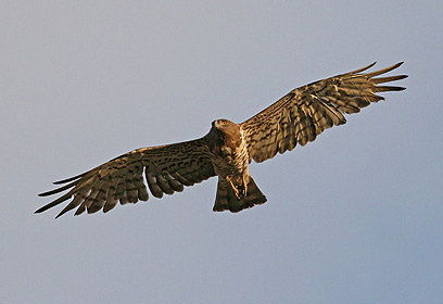 צילום: גלעד פרידמן