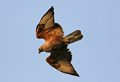 צילום: גלעד פרידמן