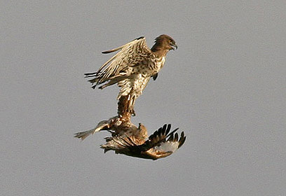 צילום: גלעד פרידמן