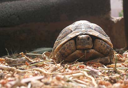 צילום: עמית אלמוג צילום: עמית אלמוג