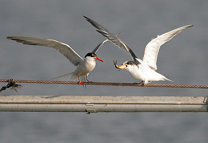 צילום: שי אגמון, החברה להגנת הטבע