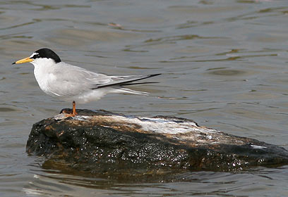 צילום: שי אגמון, החברה להגנת הטבע