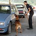 אימון כלבים לגילוי חומרים במכונית בארה"ב