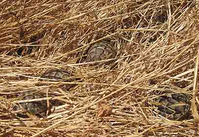 צילום: עמית אלמוג צילום: עמית אלמוג