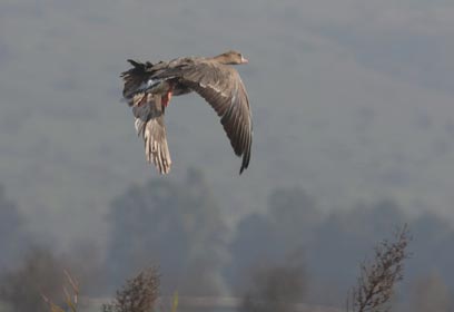 צילום: ערד בן דוד, רשות הטבע והגנים צילום: ערד בן דוד, רשות הטבע והגנים