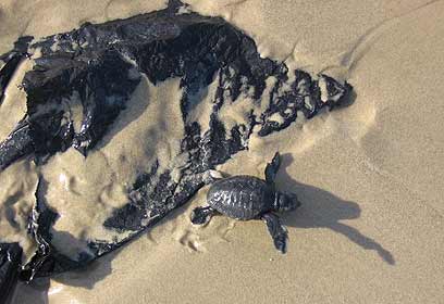 צילום: יניב לוי, רשות הטבע והגנים