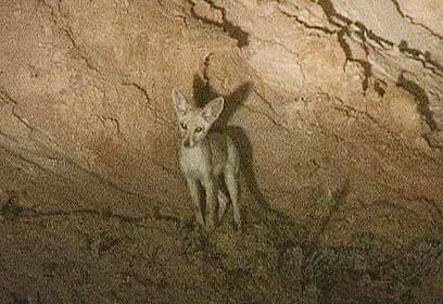 צילום: ארז ארליכמן