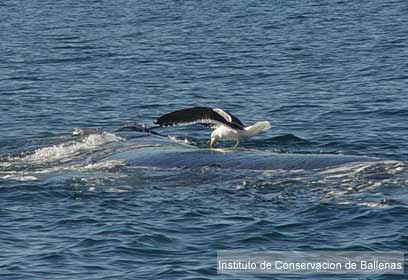 צילום: Mariano Sironi