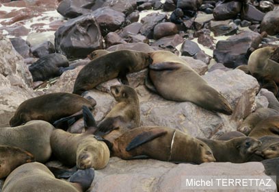 צילום: WWF-Canon צילום: WWF-Canon