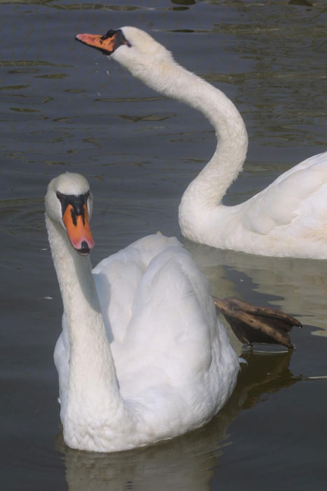 החי פארק בקריית מוצקין