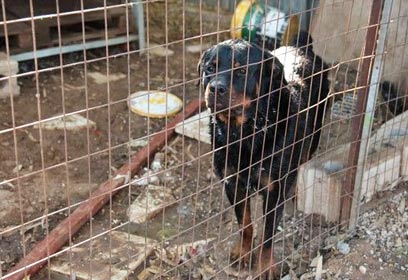 צילום: אורי גרון