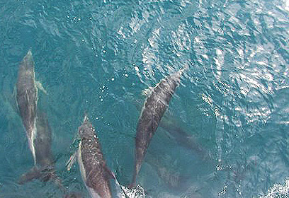 צילום: מחמ"לי צילום: מחמ"לי