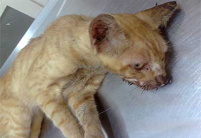 צילום: לנה ימוחין