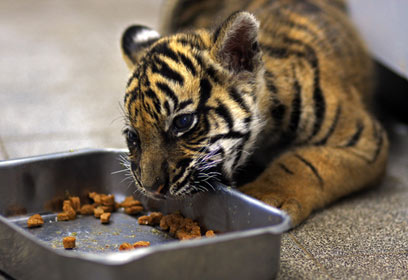 צילום: ניר גייגר