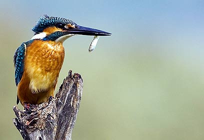 צילום: אייל אוגש צילום: אייל אוגש