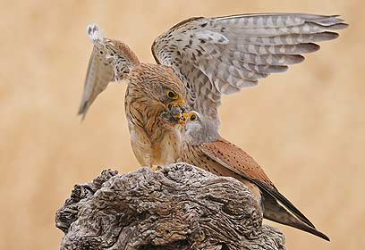 צילום: פאבלו רודאף צילום: פאבלו רודאף