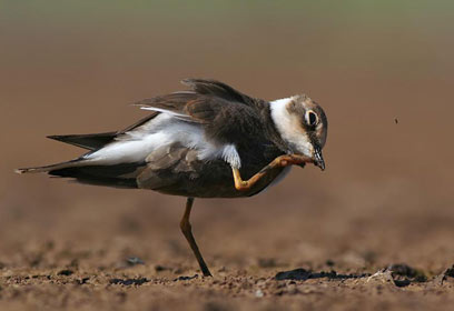 צילום: רעי סגלי צילום: רעי סגלי