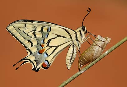 צילום: שי חבה צילום: שי חבה