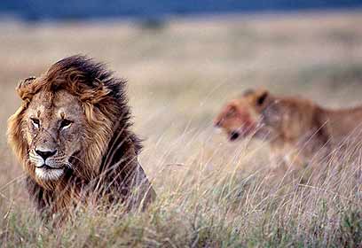 צילום: שלומי ניסים צילום: שלומי ניסים