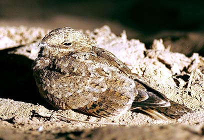 צילום: יואב פרלמן, החברה להגנת הטבע צילום: יואב פרלמן, החברה להגנת הטבע