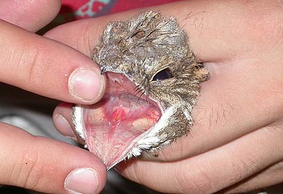 צילום: יואב פרלמן, החברה להגנת הטבע צילום: יואב פרלמן, החברה להגנת הטבע