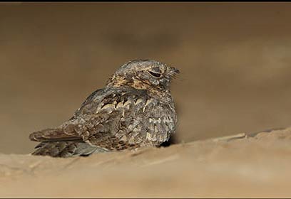 צילום: אמיר בן דב צילום: אמיר בן דב