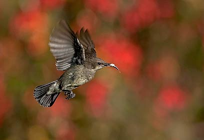 צילום: שרגא אלון