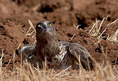 צילום: שרגא אלון
