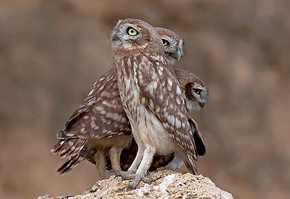 צילום: שרגא אלון