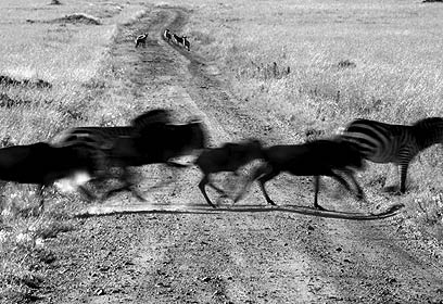 צילום: ניר יוגב