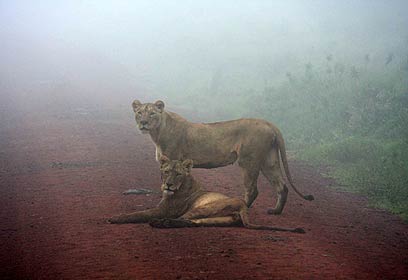 צילום: ניר יוגב