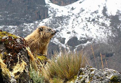 צילום: יניב גיא