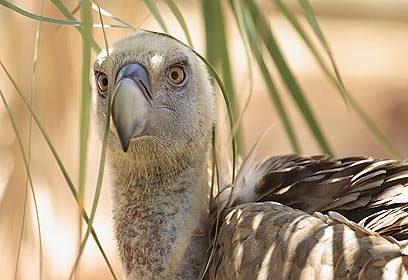 צילום: יניב גיא