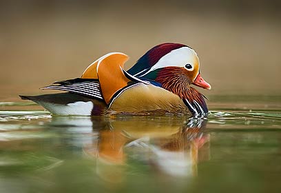 צילום: יור פרס