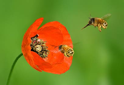 צילום: יור פרס
