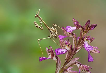 צילום: יור פרס