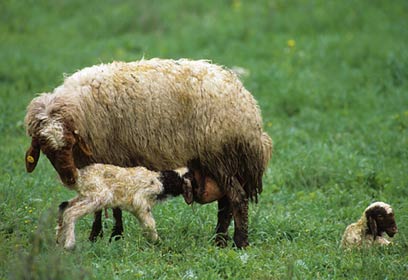 צילום: איתי מוניקנדם