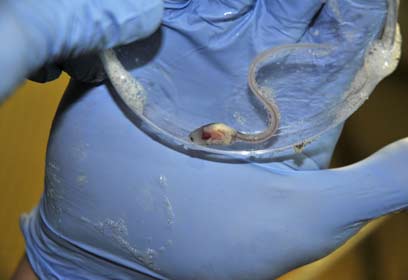 צילום: Gerardo Garcia / Durrell צילום: Gerardo Garcia / Durrell