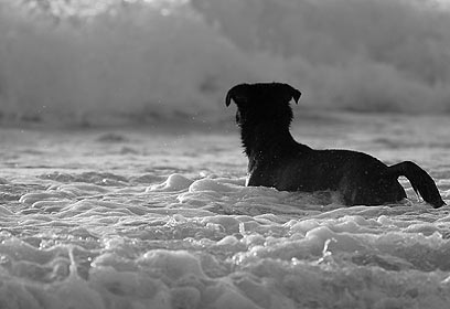 צילום: רועי אברהם