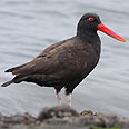 שלצדף שחור. Blackish Oyster catcher