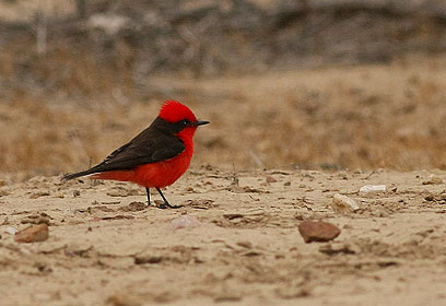 צילום: עוז חורין