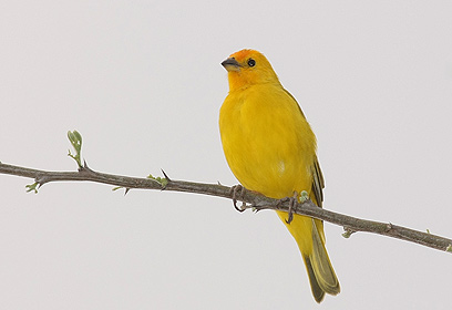 צילום: עוז חורין