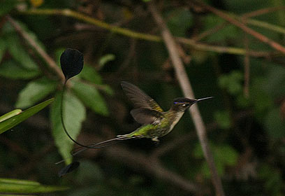 צילום: עוז חורין