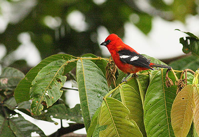 צילום: עוז חורין