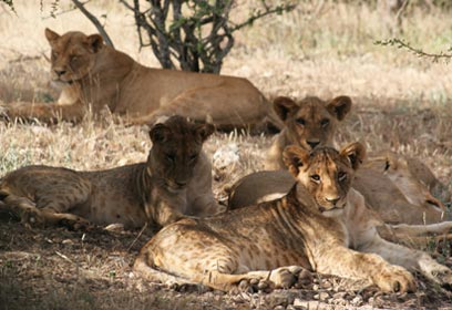 צילום: WildlifeDirect